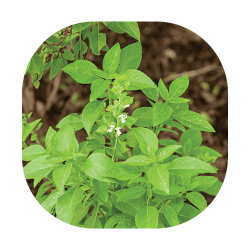 maduruthala maduruthala